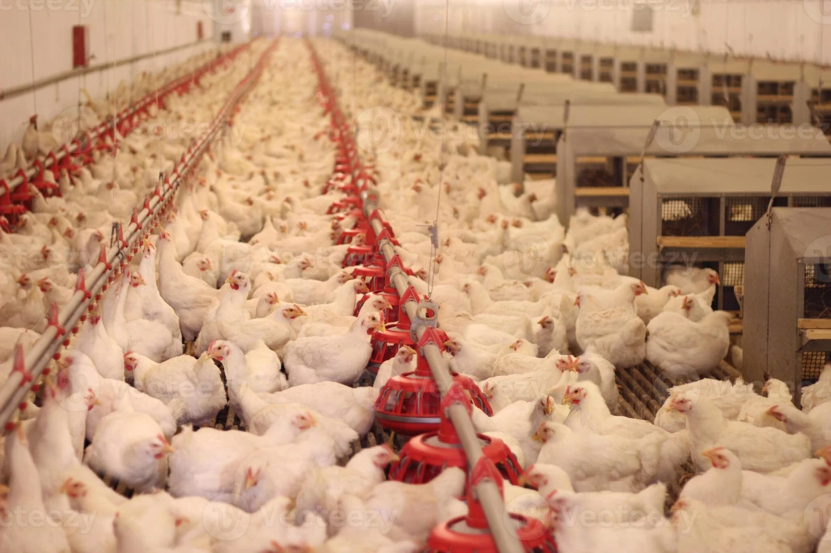 Broiler poultry house interior with chickens and feeder lines