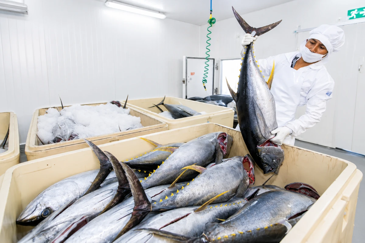 Industrial cold room equipped for seafood and frozen food preservation.