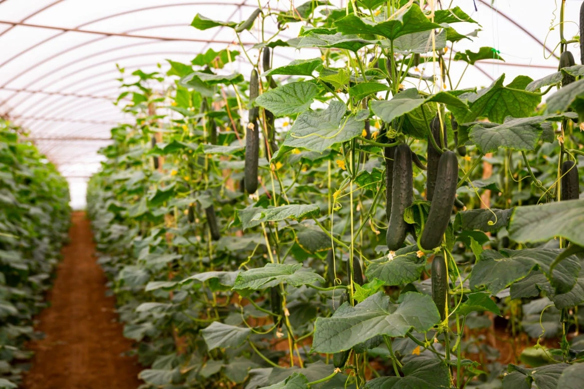 Cucumbers grown on high wires in a greenhouse, loading the structure