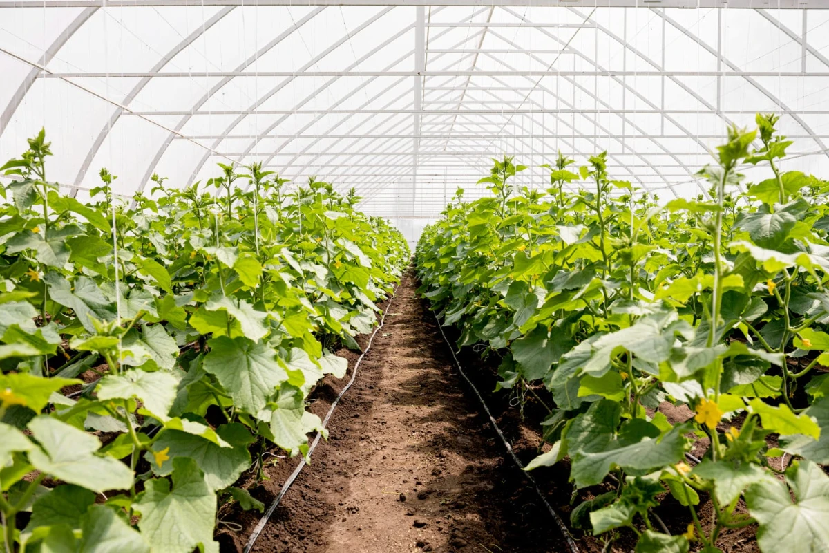 Rows of cucumbers growing inside a greenhouse