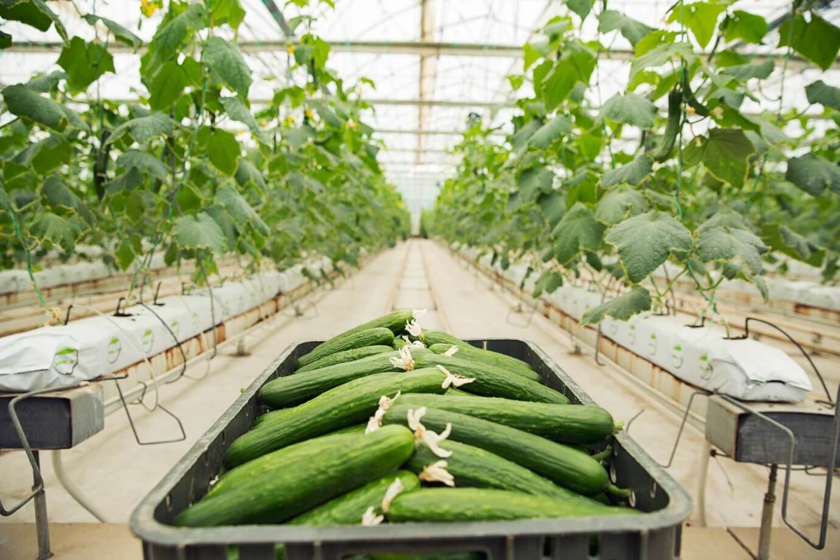 Freshly harvested cucumbers in a greenhouse