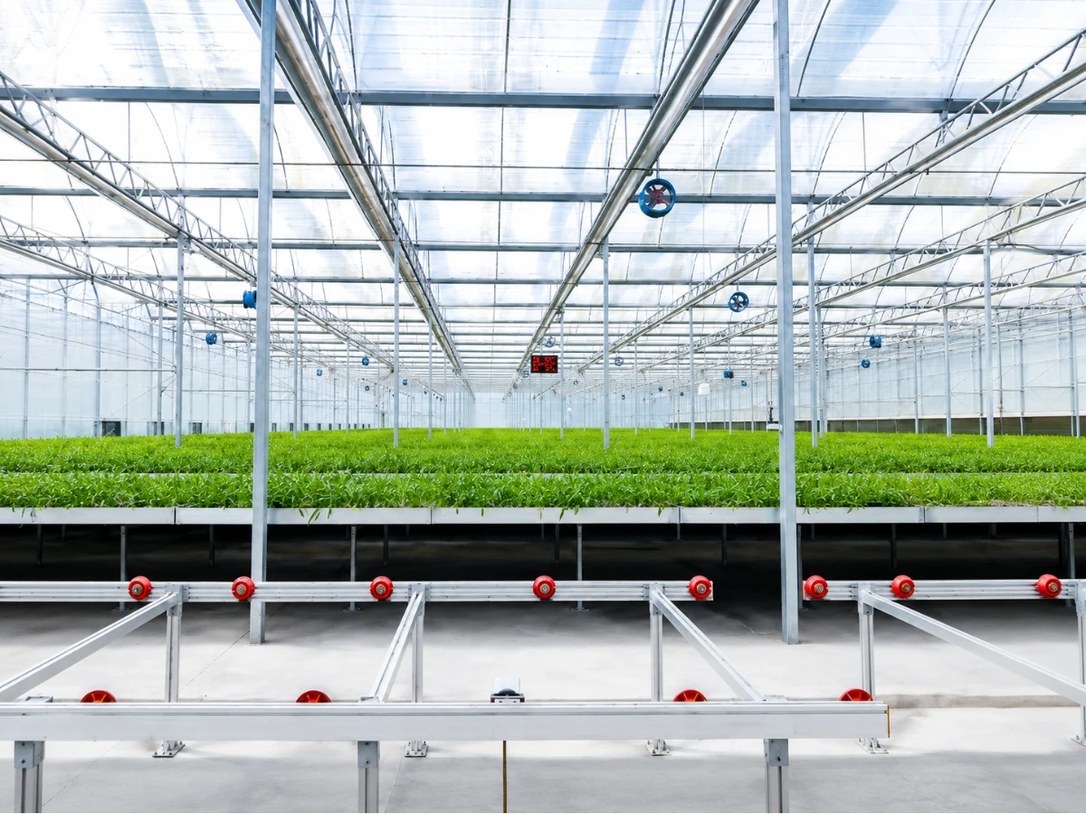Greenhouse steel structure interior with high light transmission