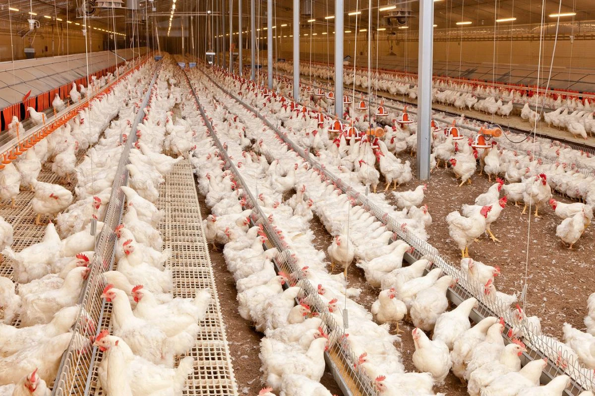 Climate-controlled layer poultry house interior with hens