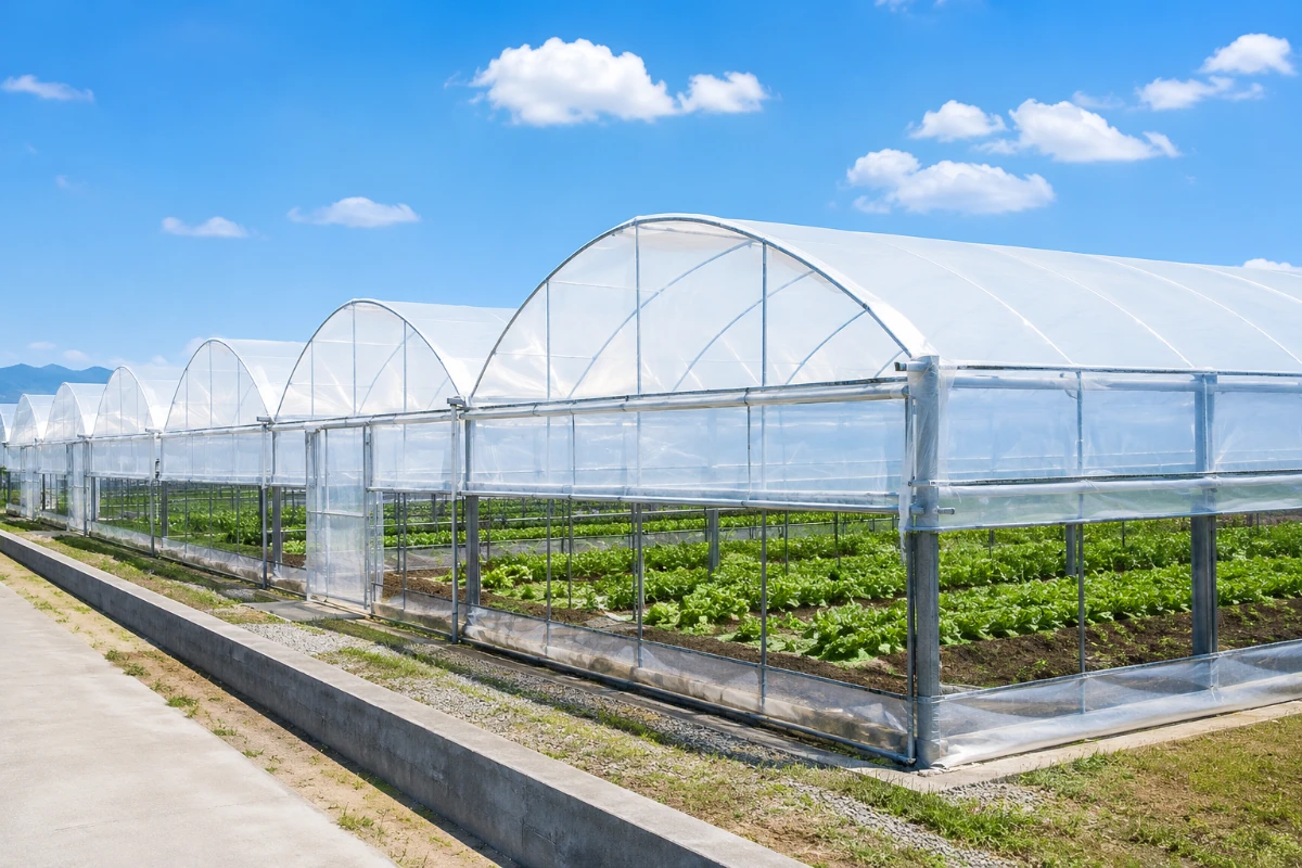 Plastic-film greenhouse with a galvanized steel structure