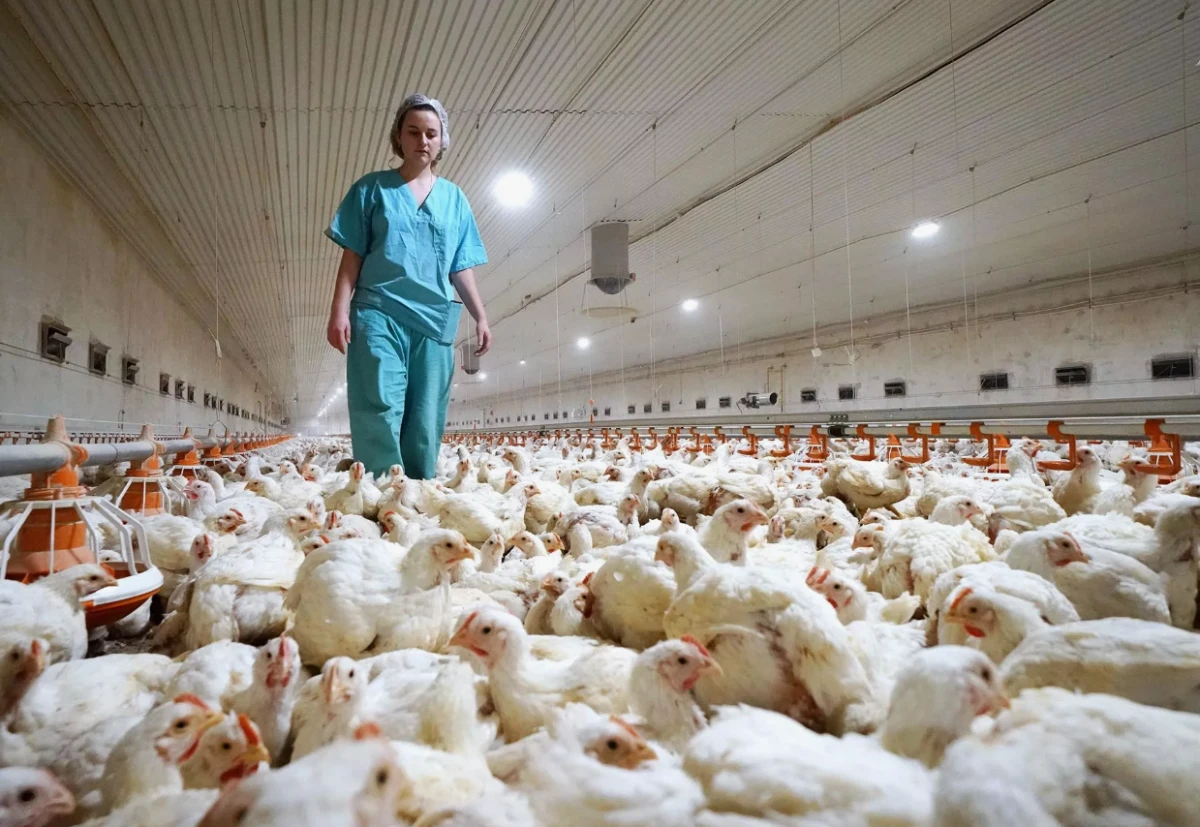 Worker inspecting a broiler flock inside a poultry house