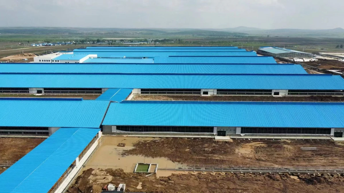 Rows of steel structure barns under construction at a large-scale livestock farm