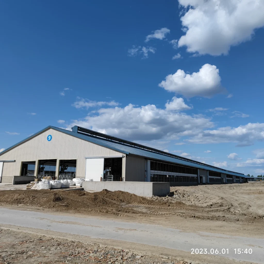 Open-sided steel dairy barn designed for natural ventilation and animal welfare.
