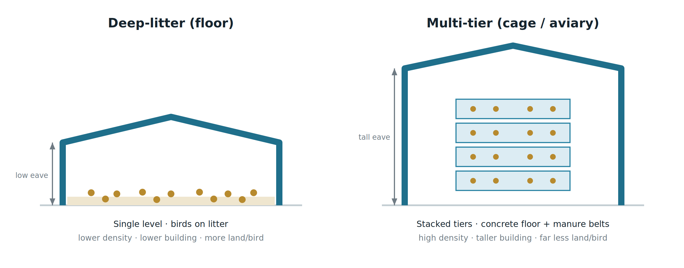 Comparaison entre bâtiments en cages et bâtiments à litière accumulée : bâtiment à plancher bas à un seul niveau comparé à un bâtiment à plusieurs niveaux en cages et en volières