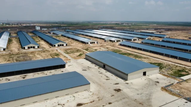 Steel structure dairy farm with multiple cattle barns, overseas project