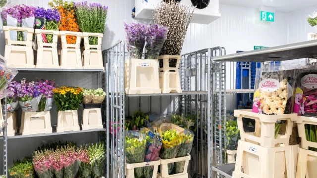 chambre froide pour fleurs stockage floral