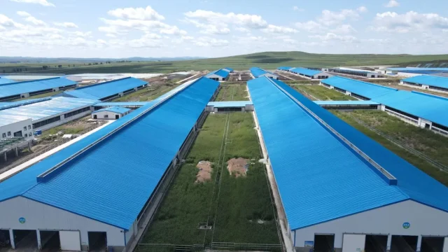 steel-structure-barns-spaced-for-biosecurity-at-a-livestock-farm-complex